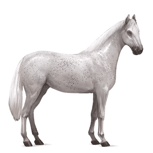 cavallo da corsa kwpn grigio pezzato