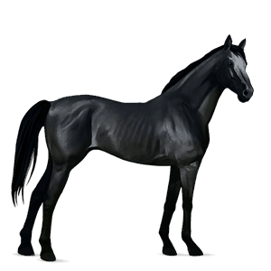 cavallo da corsa hanoverian castano scuro
