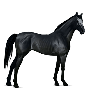 cavallo da corsa hanoverian nero