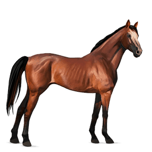 cavallo da corsa purosangue inglese baio rossastro