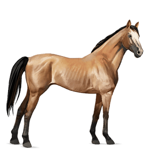 cavallo da corsa purosangue inglese daino