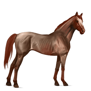 cavallo da corsa hanoverian castano scuro