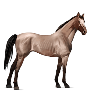 cavallo da corsa purosangue inglese roano