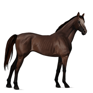 cavallo da corsa castano scuro