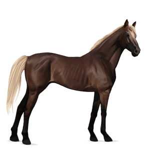cavallo da corsa hanoverian grigio pezzato