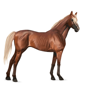 cavallo da corsa purosangue inglese grigio pezzato