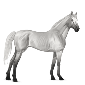 cavallo da corsa purosangue inglese grigio chiaro