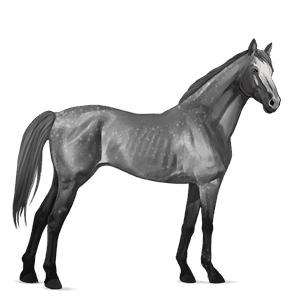 cavallo da corsa hanoverian grigio pezzato