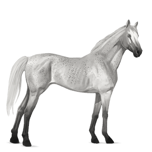 cavallo da corsa hanoverian grigio pezzato
