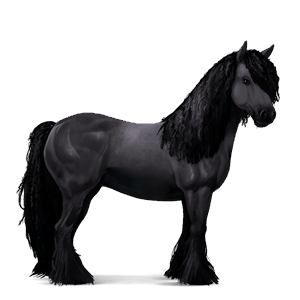 cavallo da corsa gypsy vanner nero