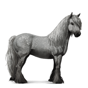 cavallo da corsa gypsy vanner nero