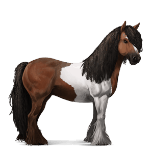 cavallo da corsa gypsy vanner tobiano baio