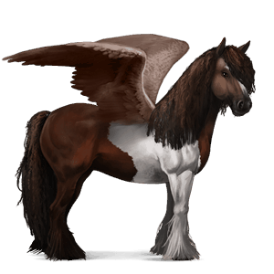pegaso da corsa gypsy vanner tobiano baio scuro