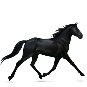 cavallo da corsa nero