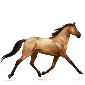 cavallo da corsa cavallo arabo castano scuro