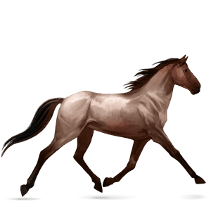 cavallo da corsa hanoverian roano