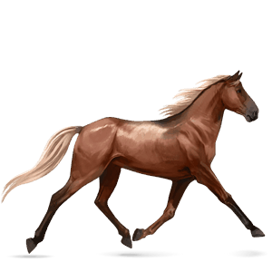cavallo da corsa shagya arabo grigio pezzato