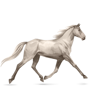 cavallo da corsa cavallo islandese baio