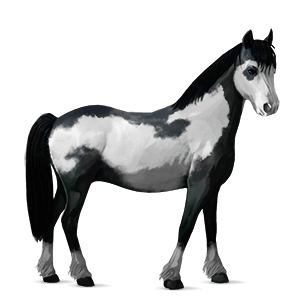 pony fjord brunblakk