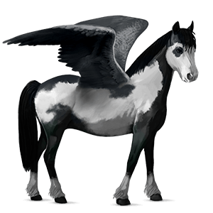 pegaso da corsa hanoverian nero
