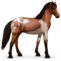 abaco barb, cavallo selvaggio