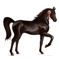 cavallo da corsa hanoverian castano scuro