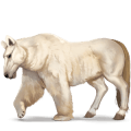 orso polare, cavallo selvaggio
