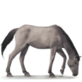 pony dülmen, cavallo selvaggio