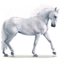 fiocco di neve, cavallo d'acqua