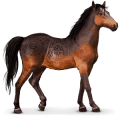 kaimanawa, cavallo selvaggio