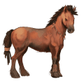 pony fjord brunblakk