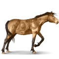 misaki, cavallo selvaggio