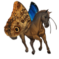 pony fjord brunblakk