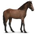 cavallo namibiano, cavallo selvaggio