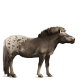 cavallo da corsa gypsy vanner tobiano daino
