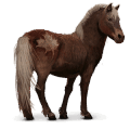 pony dell'isola di sable, cavallo selvaggio