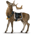 donnola, cavallo divino