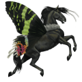 pony mezzosangue belga baio scuro