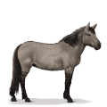 tarpan, cavallo preistorico