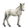 grani   8, cavallo divino