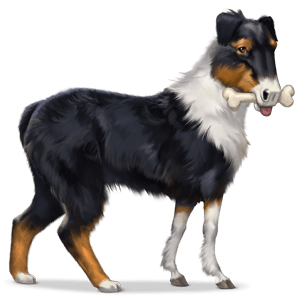 petaustralianshepherd