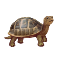 compagnon-tortue_v1549988570.png