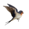 compagnon-hirondelle_v1713961018.png
