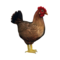 compagnon-poule_v1713961018.png