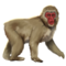 compagnon-singe-neige_v1604060292.png