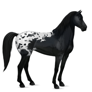 cavallo da corsa purosangue inglese grigio chiaro