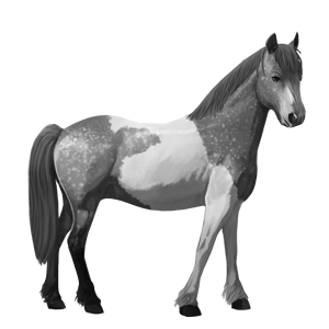 pony mezzosangue belga palomino