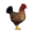 compagnon-poule.png